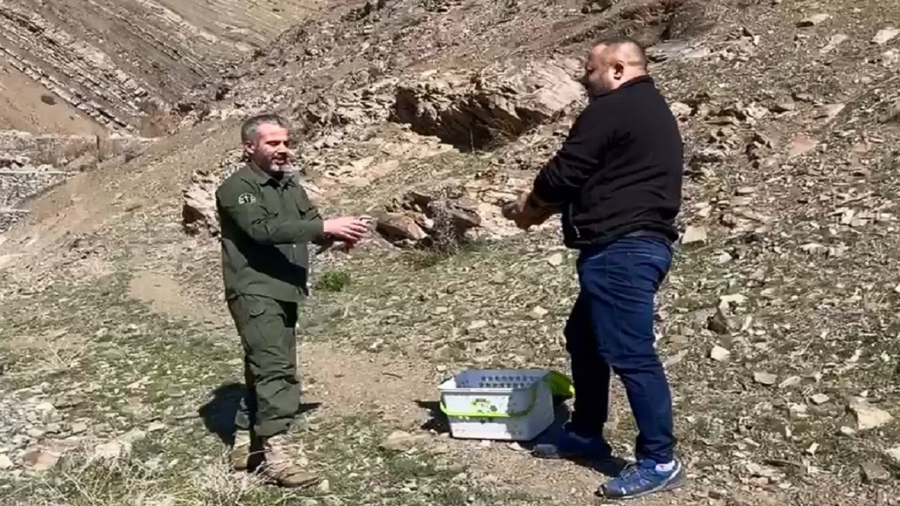 رهاسازی دو قطعه کبک در طبیعت