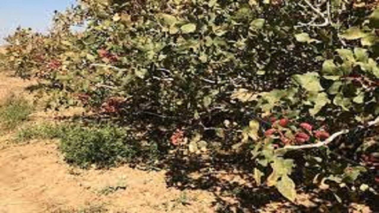 سرما به باغ‌های سیرجان خسارت وارد کرد