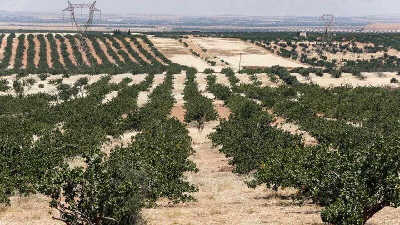 برپایی آتش در مزارع پسته کرمان + فیلم