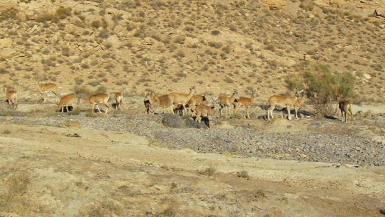 سرشماری جمعیت علف خوران وحشی منطقه مرور در میبد و اشکذر