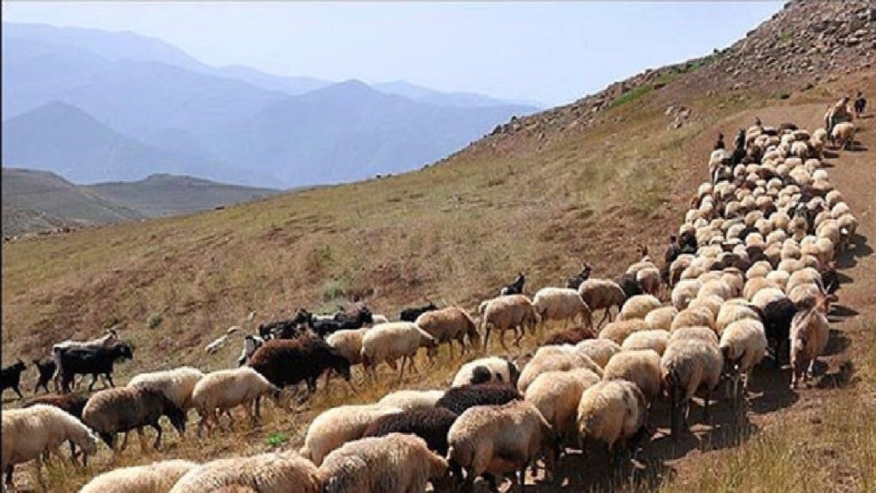 جلوی چرای غیر مجاز دام در منطقه باشگل تاکستان گرفته شد