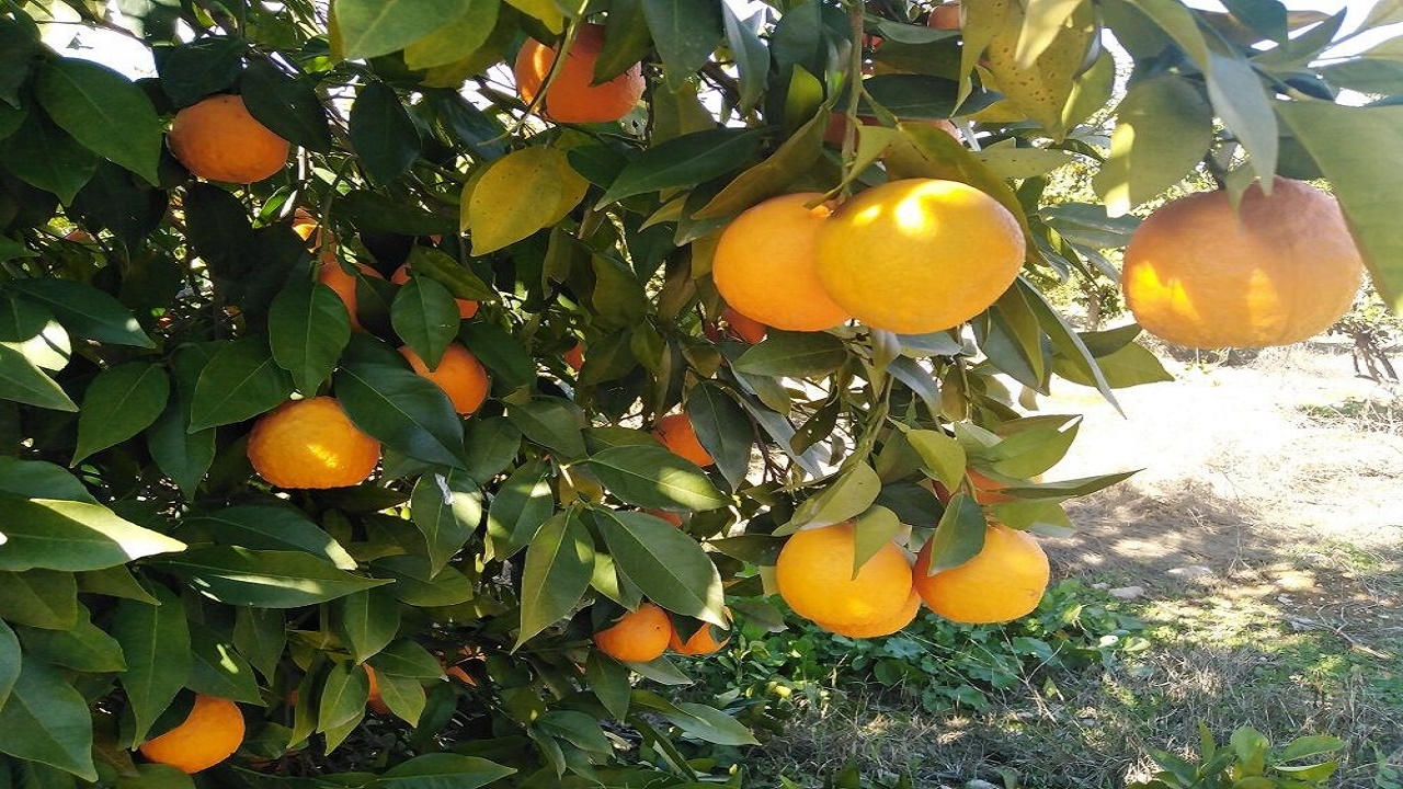 برداشت مرکبات در سیستان و بلوچستان از مرز ۱۸ هزار تن فراتر رفت