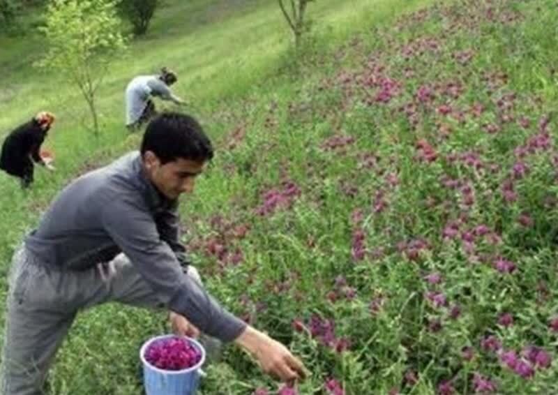 استان همدان قطب گیاهان دارویی کشور