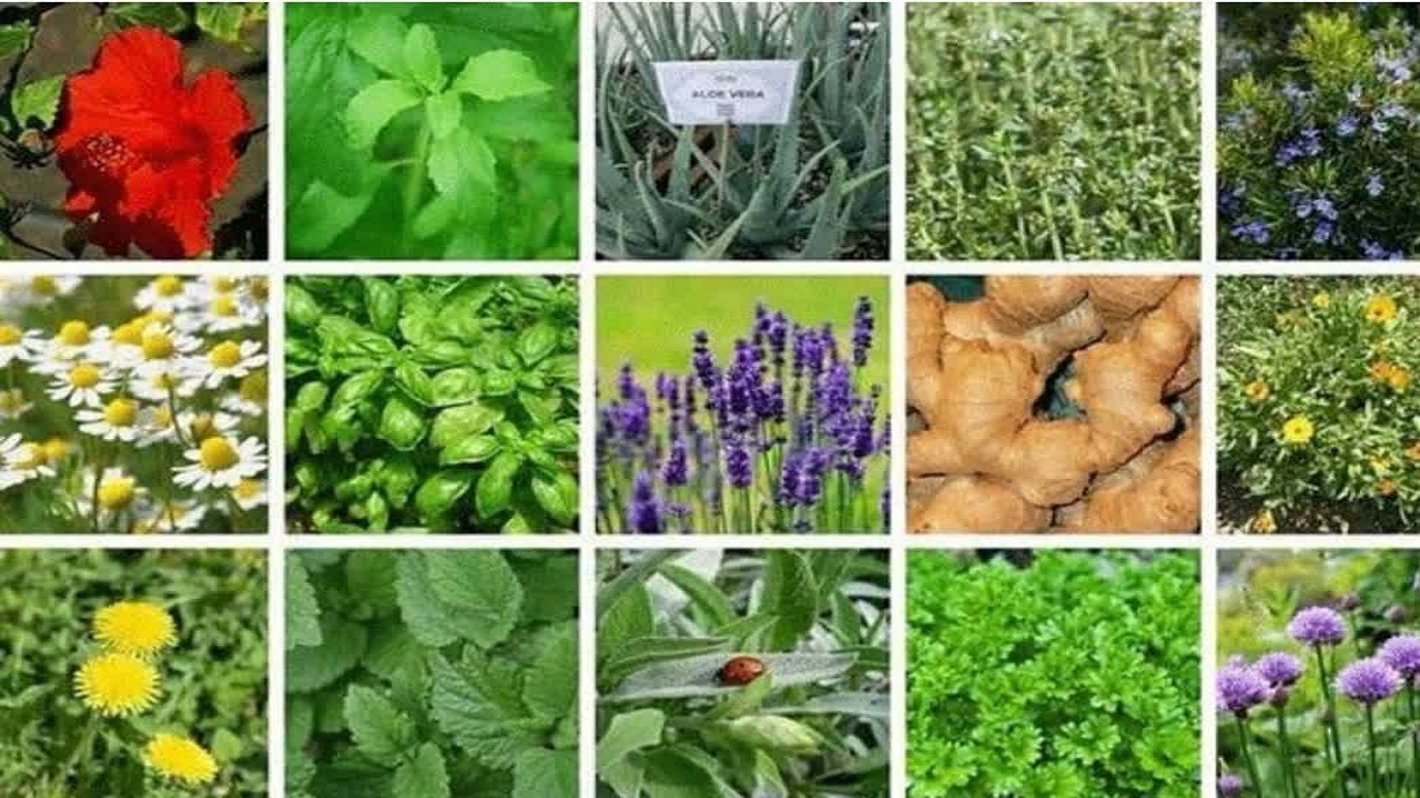 استان همدان قطب گیاهان دارویی کشور