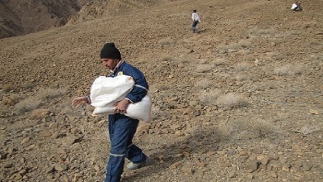 اجرای طرح بذرپاشی آنغوزه در مراتع خراسان جنوبی