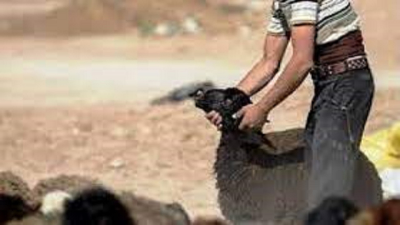 دستگیری سارق احشام در ملکشاهی