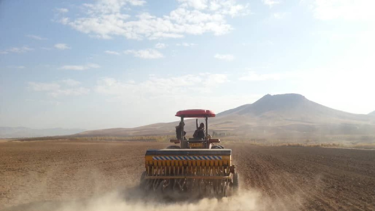 سطح زیر کشت قراردادی گندم در سیستان وبلوچستان از مرز ۱۰ هزار هکتار گذشت