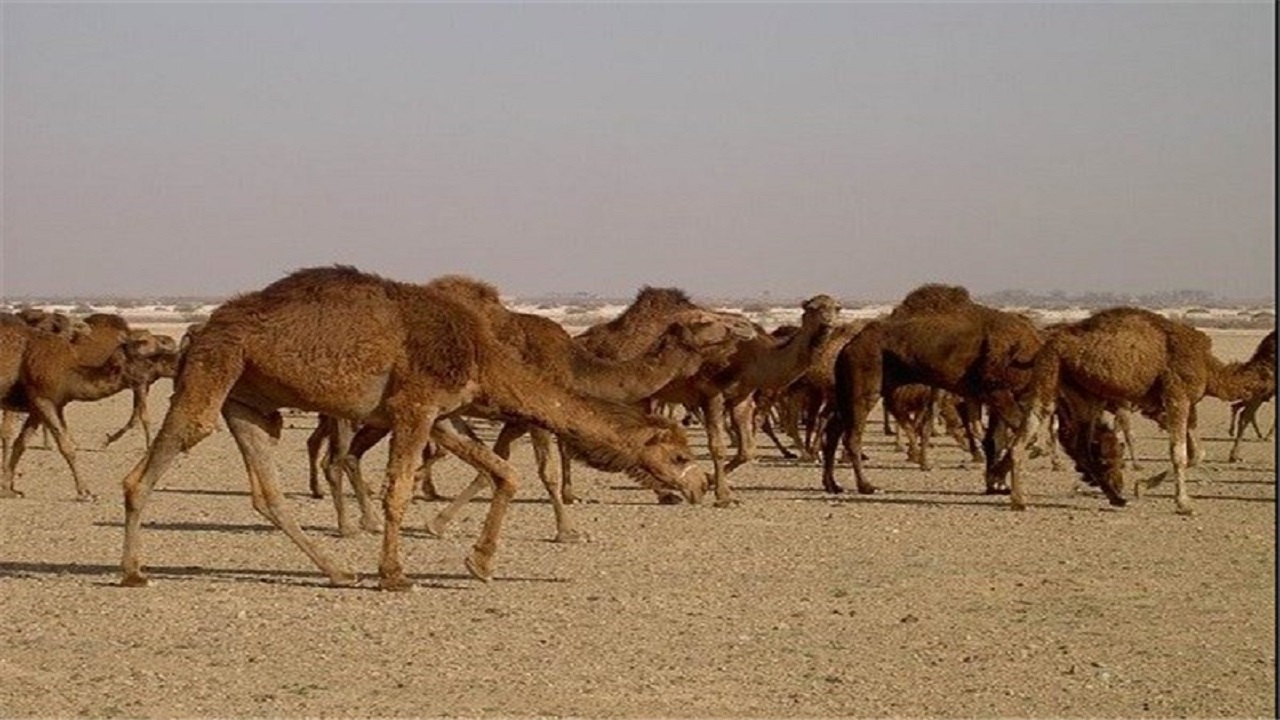 شهرستان خاتم قطب پرورش شتر در منطقه