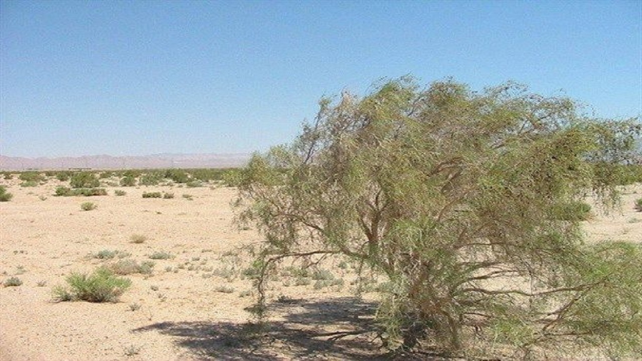 خشکسالی، جان تاغ‌های اردستان را گرفت