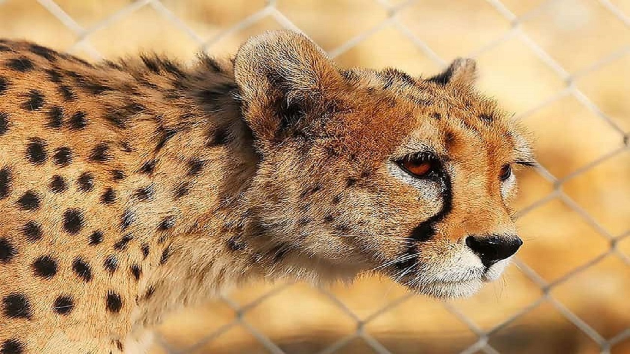 نگاهی به سریع‌ترین‌ها در جهان
