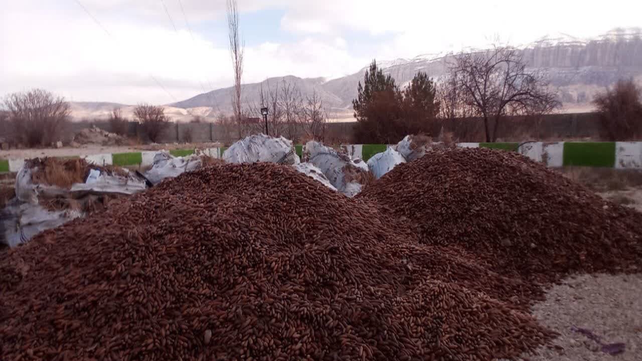 کشف ۵ تن بذر بلوط قاچاق در ارژن