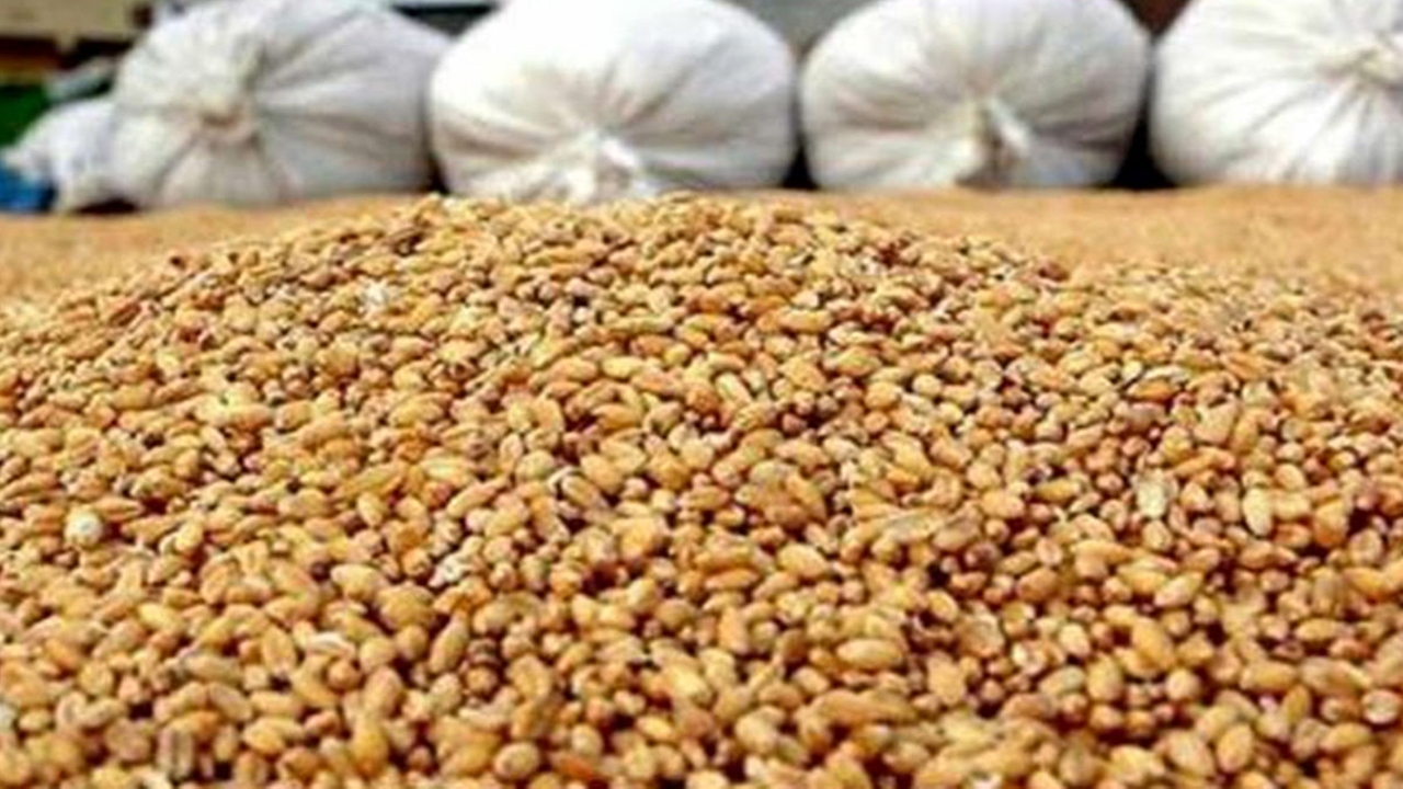 احتکار ۵۰۰ تن خوراک دام در قائم شهر