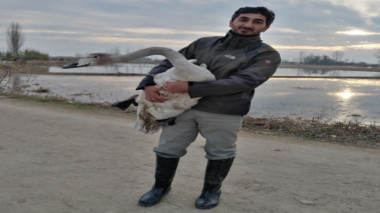 مداوای قوی زخمی تالاب سرخرود