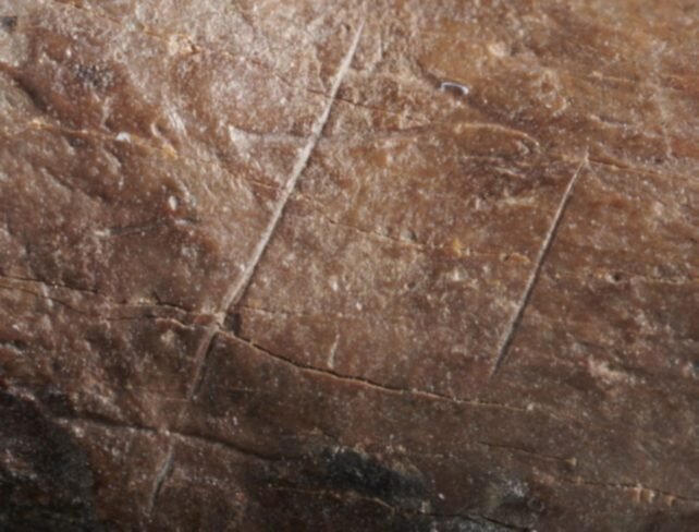 آثار برش ریز روی استخوان پنجه خرس