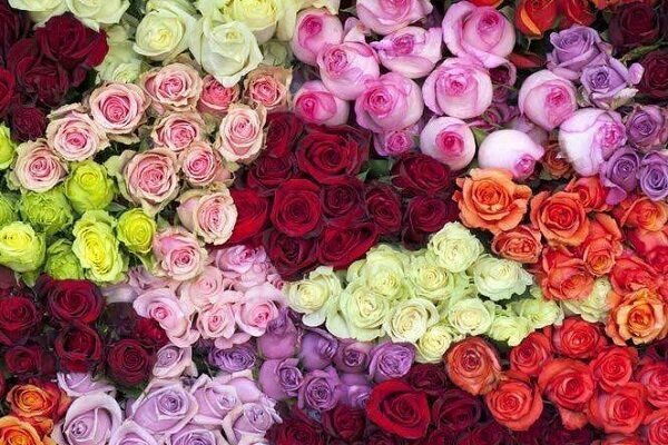 قیمت یک شاخه گل رز به ۵۰ هزارتومان رسید