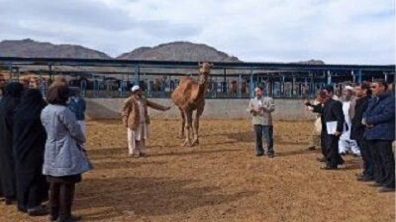 برگزاری کاروان ارتقای بهره وری اصول پرورش و اصلاح نژاد شتر در زاهدان