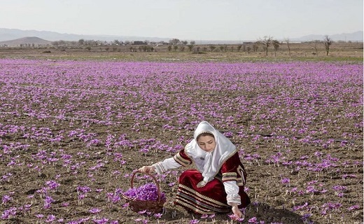 گردشگری کشاورزی در خراسان&zwnj;شمالی؛ اندیشه&zwnj;ای نو برای درآمدی پایدار