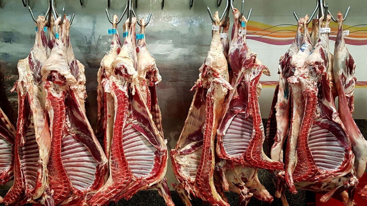 آغاز توزیع گوشت منجمد گوسفندی در ایلام