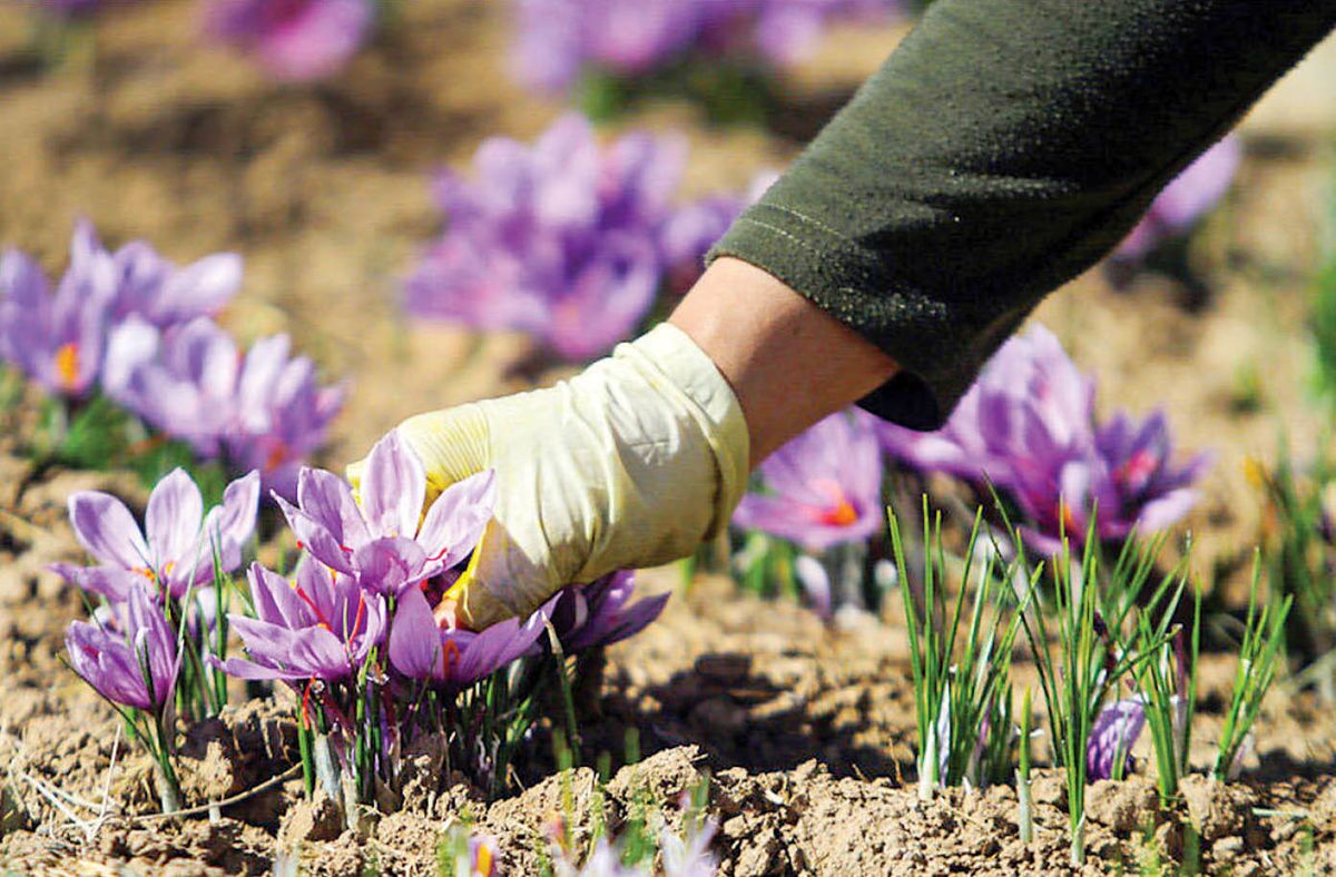 خشکسالی بلای جان طلای سرخ خراسان رضوی