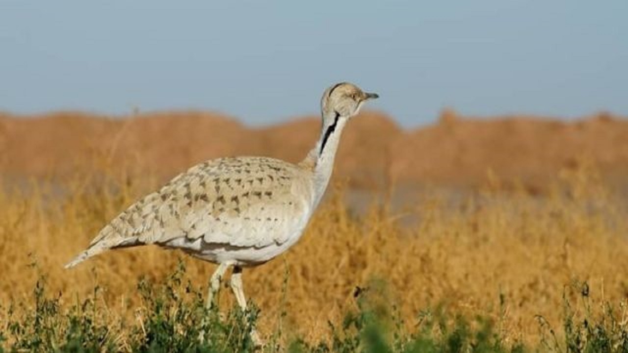 از