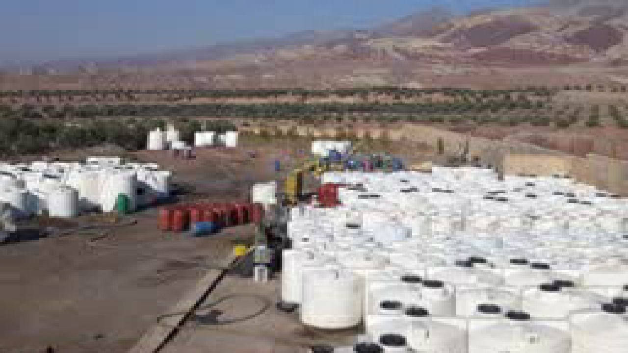 پایان طرح خرید حمایتی زیتون در استان قزوین