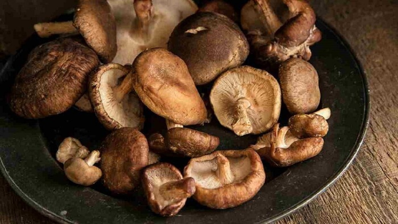 قارچ  شیتاکه؛ گنجی خوراکی با سهم اندک از سفره‌ها