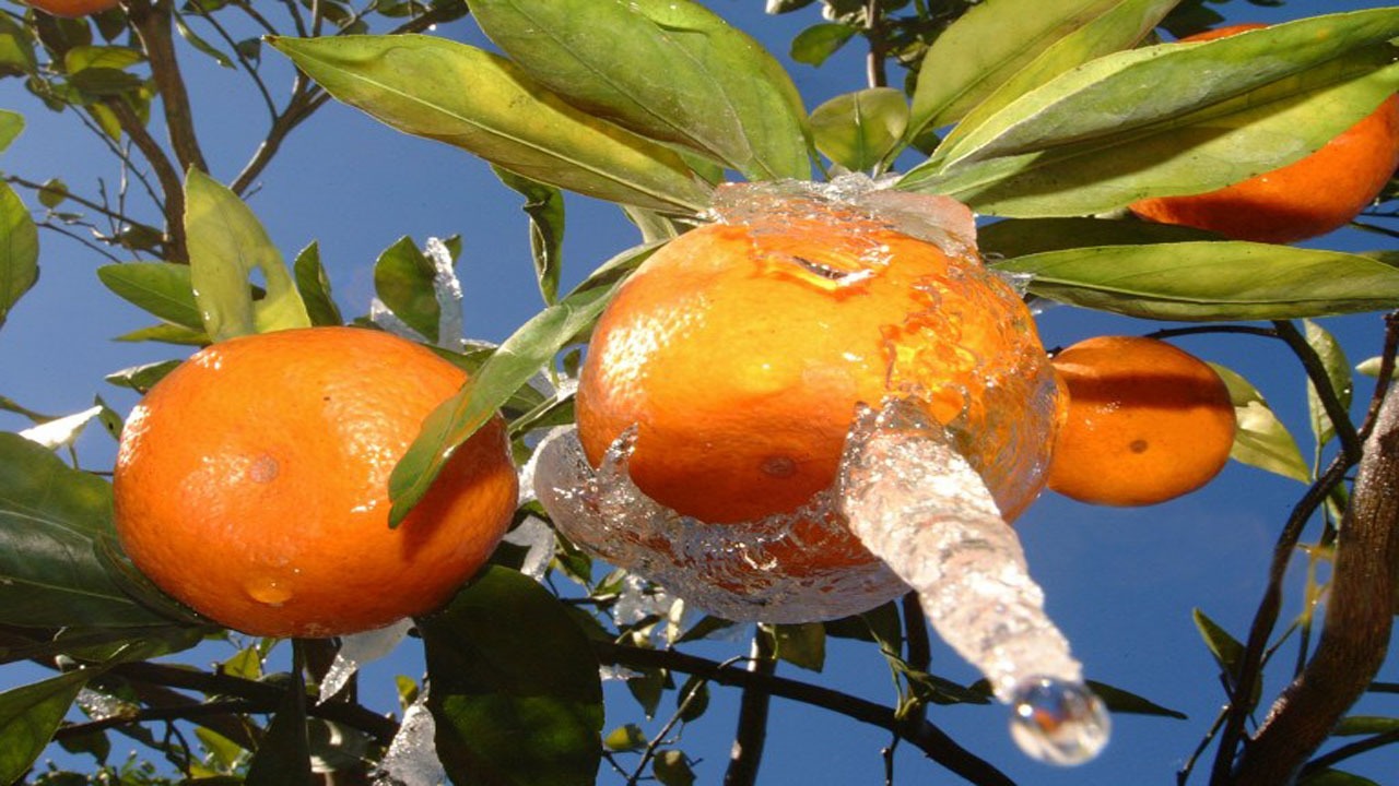 باغداران با یخبندان پیش رو چه کار کنند؟