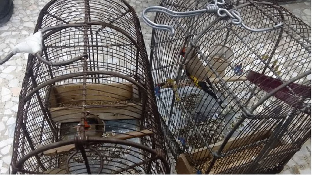 دستگیری متخلف صید سهره در آمل