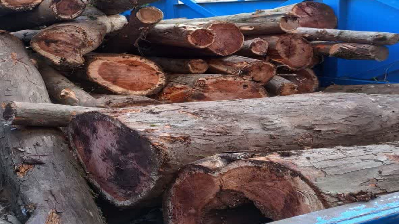 کشف محموله چوب قاچاق از گونه نادر سرخدار
