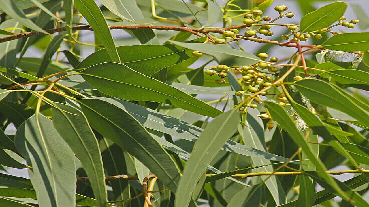 کاشت ۵۰۰ اصله درخت مثمر به جای اکالیپتوس در راور