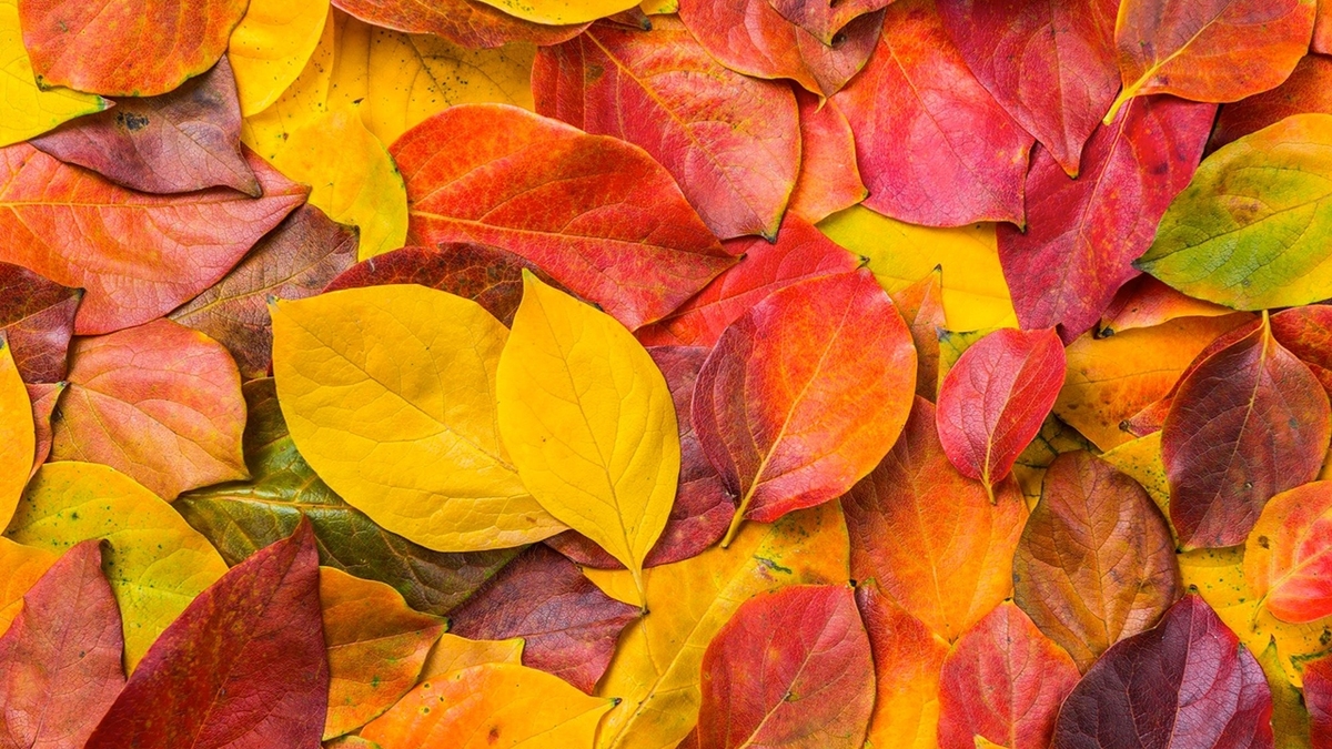 توصیه های حسین الهی قمشه ای برای خلاق شدن + فیلم