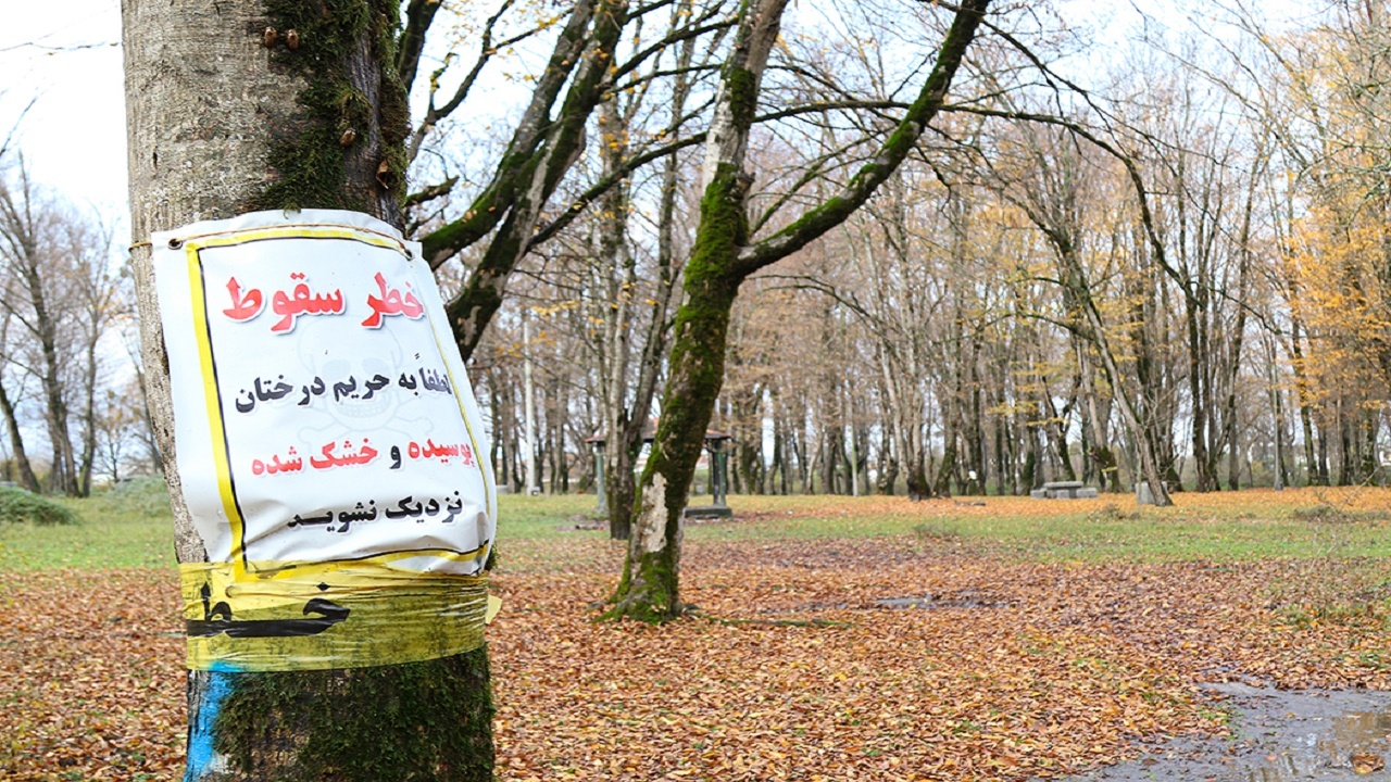 شناسایی درخت‌های خطر ساز در پارک‌های جنگلی مازندران