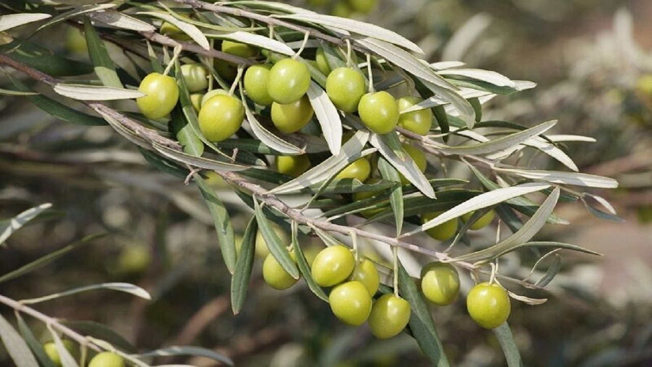 پرداخت نیمی از طلب زیتون کاران طارم