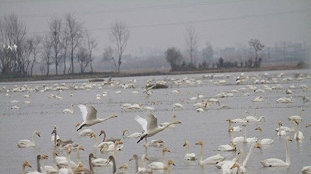 قو‌های سرخرود هزارتایی شدند