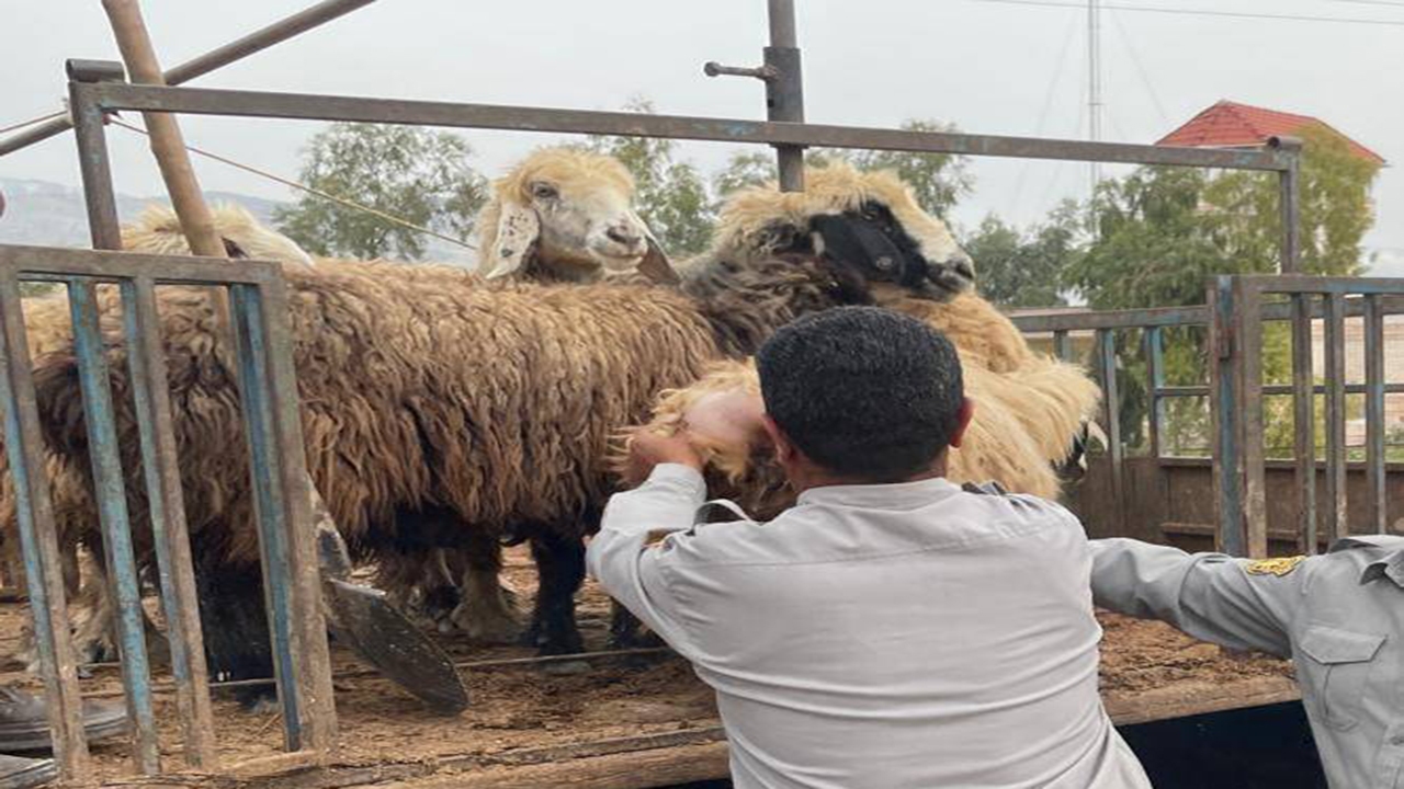 گله دام ۲۷۰ راسی در تالاب پریشان توقیف شد