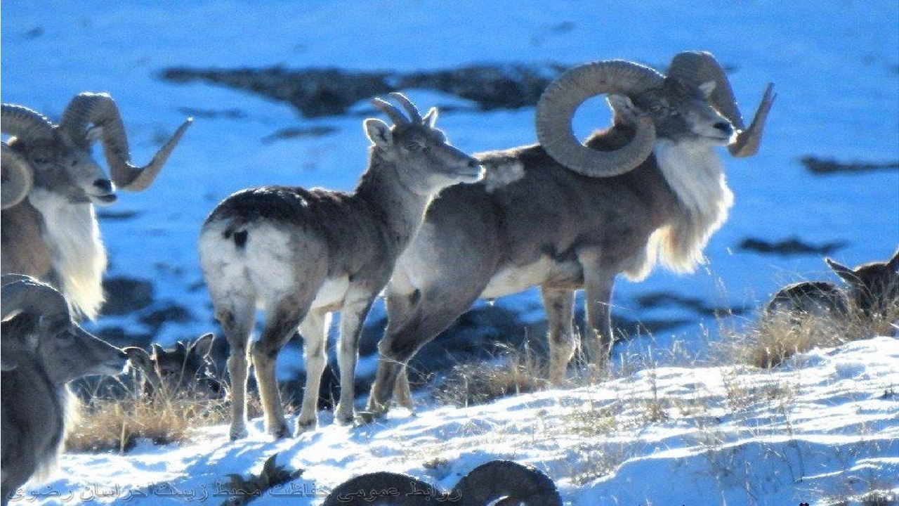 پرندگان و وحوش گرسنه را در برف و سرما دریابید