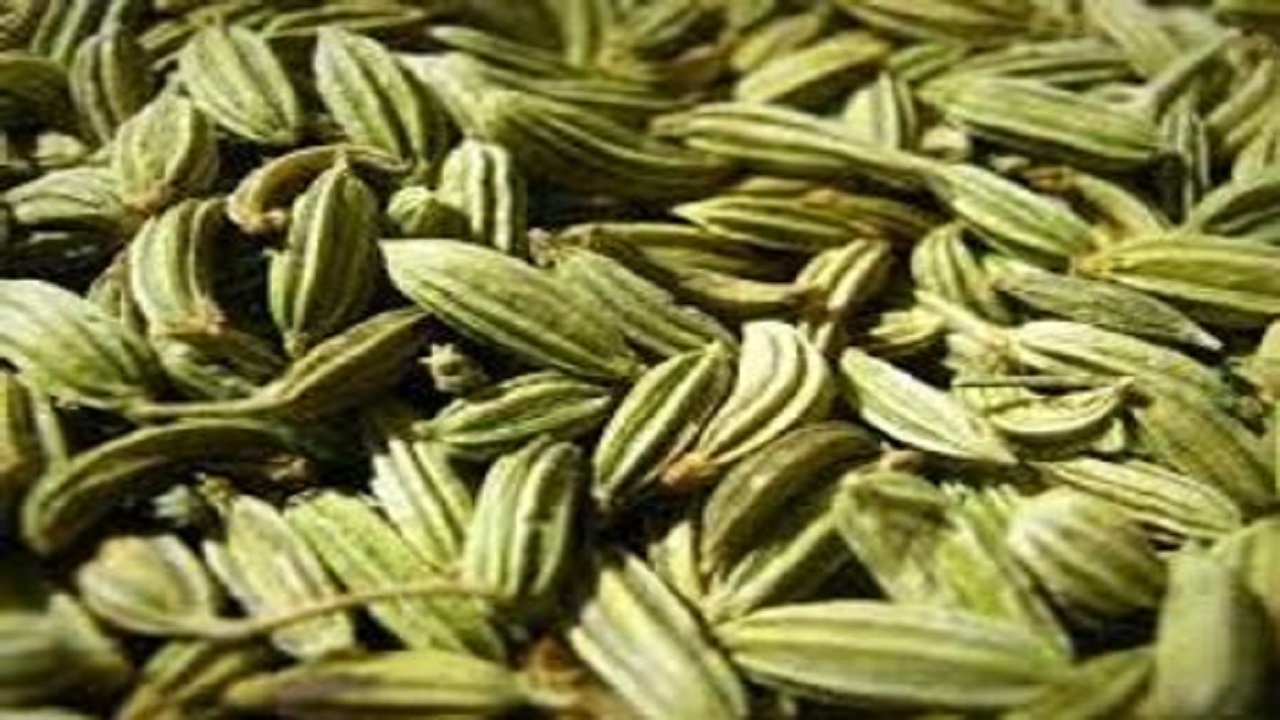 کشت زیره سبز دیم در مزارع کشاورزی آبیک