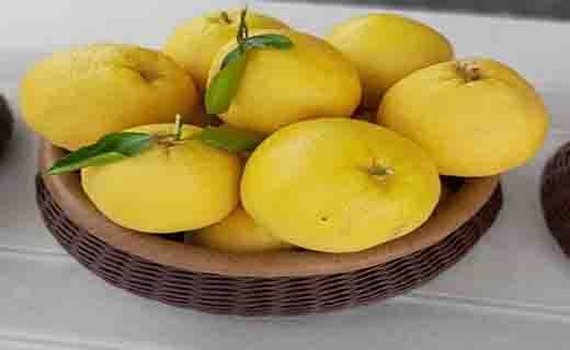 جشنواره ملی مرکبات در جیرفت از دریچه دوربین