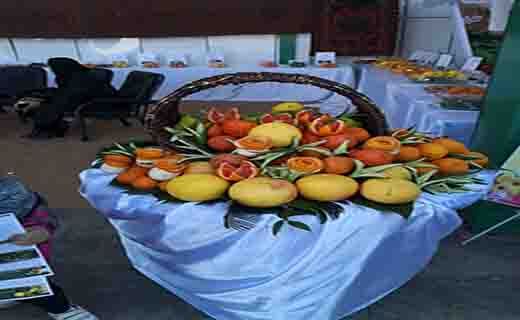 جشنواره ملی مرکبات در جیرفت از دریچه دوربین