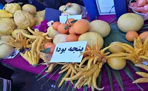جشنواره ملی مرکبات در جیرفت از دریچه دوربین