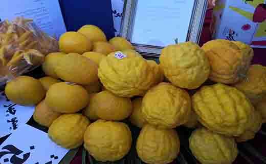 جشنواره ملی مرکبات در جیرفت از دریچه دوربین