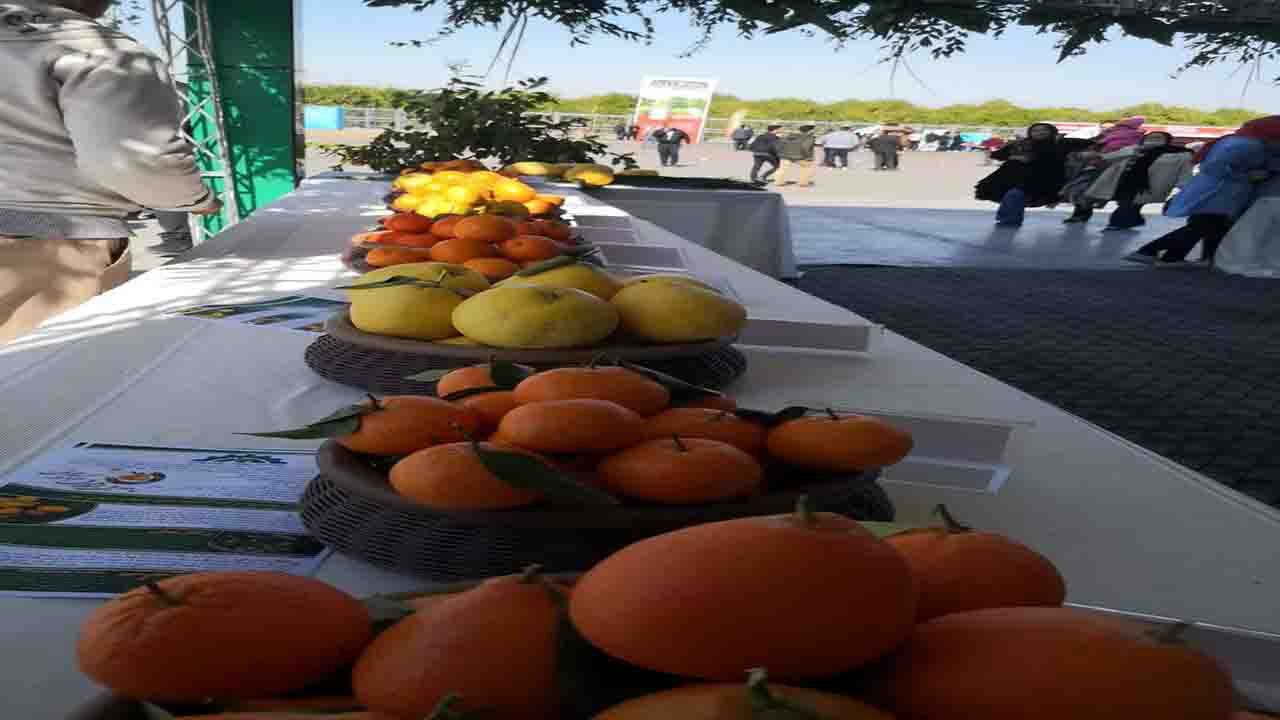 جشنواره ملی مرکبات در جیرفت از دریچه دوربین