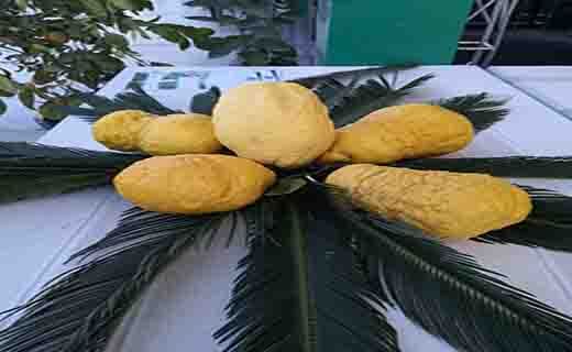 جشنواره ملی مرکبات در جیرفت از دریچه دوربین