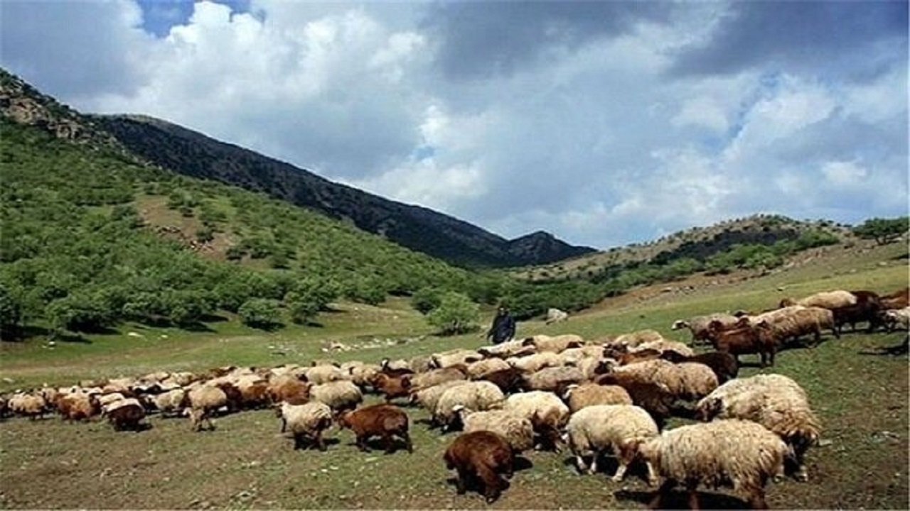 سالانه ۱۰۰ هزار هکتار اراضی کم‌بازده زیر کشت علوفه‌ می‌رود