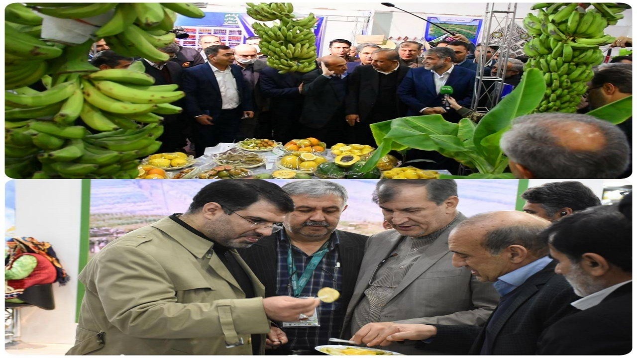 سازمان جهاد کشاورزی سیستان وبلوچستان  خوش درخشید