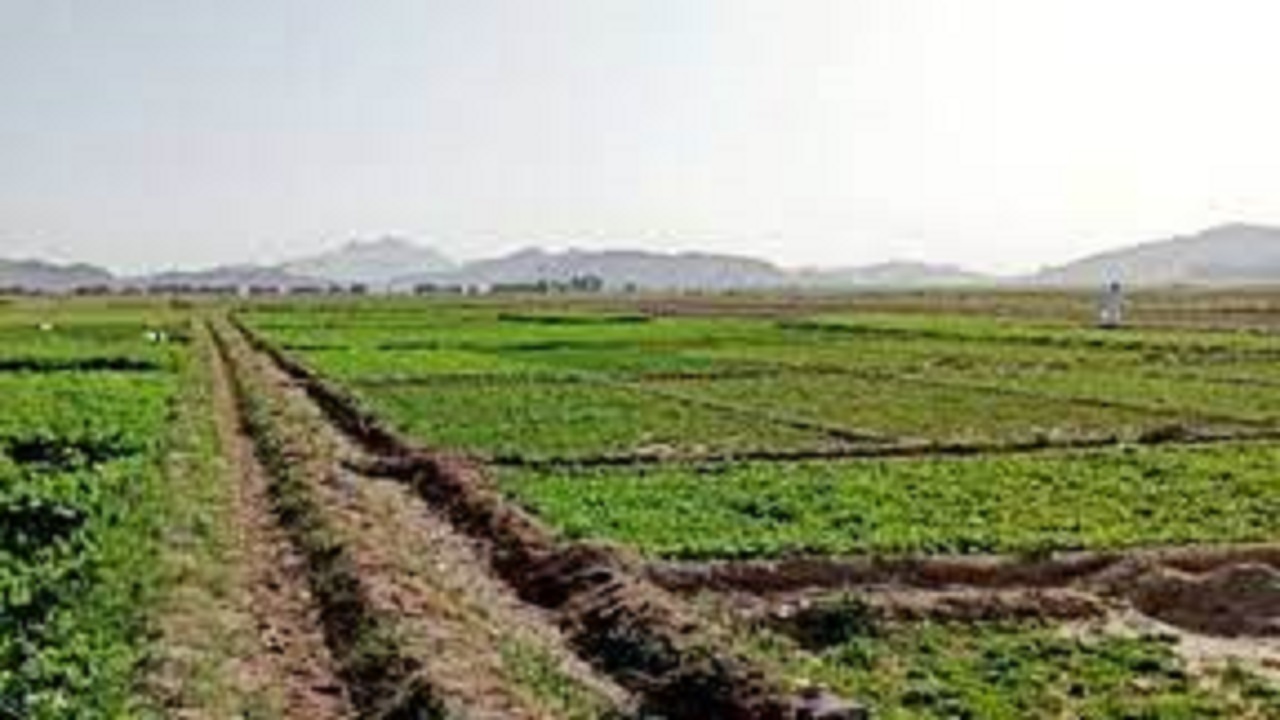 کشت انواع محصولات زراعی در ۱۱ هزار و ۷۰۰ هکتار اراضی سیستان و بلوچستان