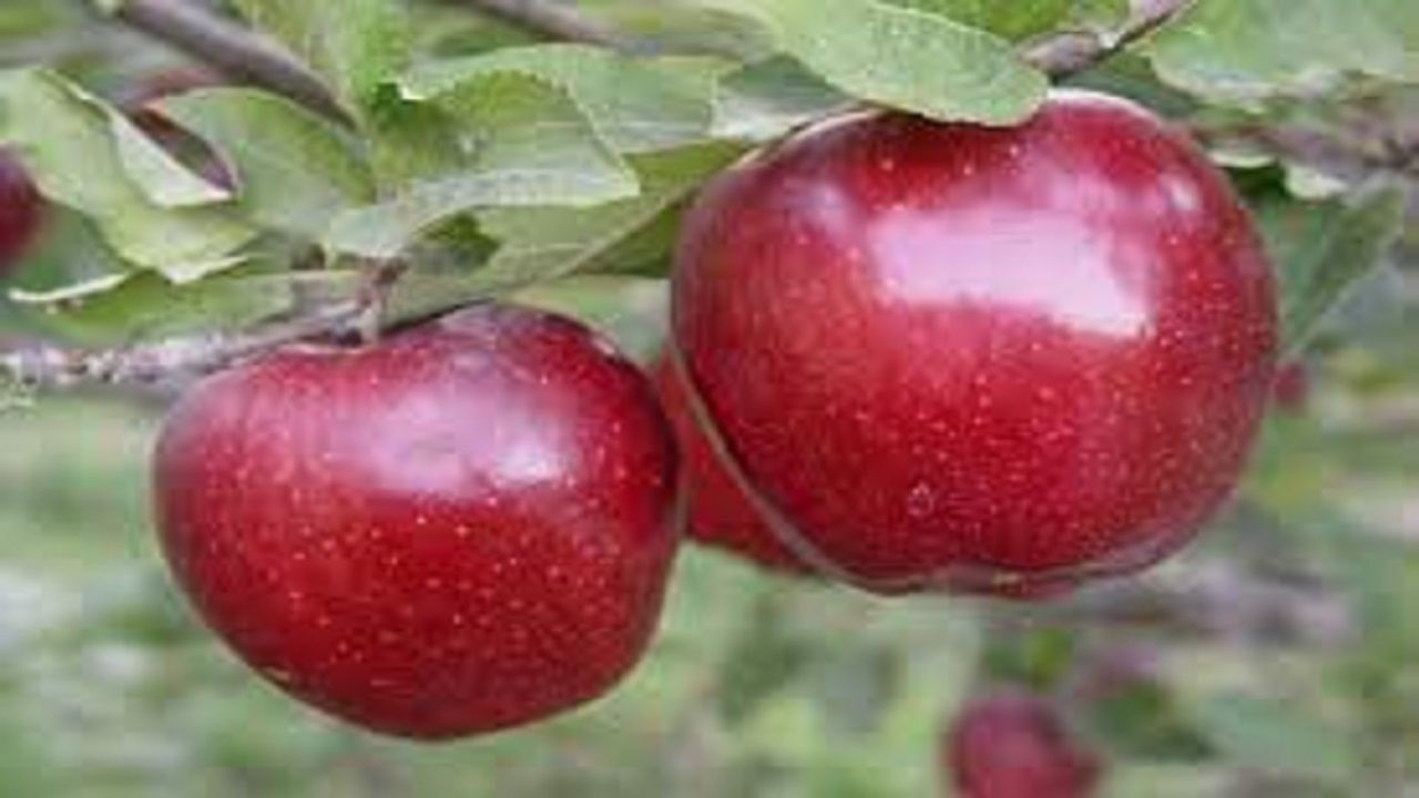 فرصت ۲ ماهه صادرات ۴۵۰ هزار تن سیب آذربایجان غربی