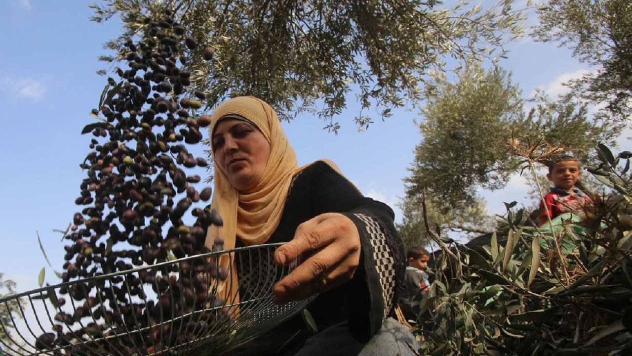 خسارت سنگین اشغالگران صهیونیست به باغات زیتون فلسطینیان