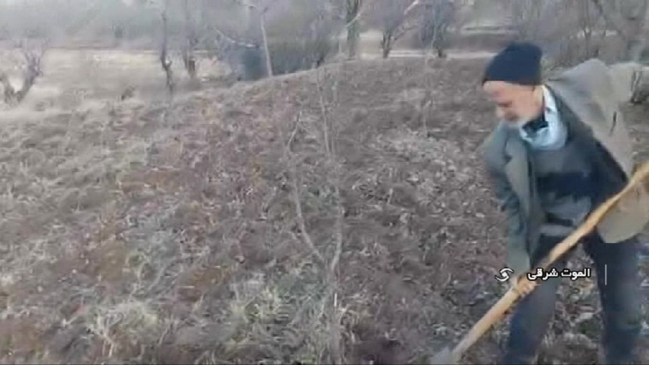 کشاورزان از سرمای زمستان برای جلوگیری از آفت زدگی استفاده کنند