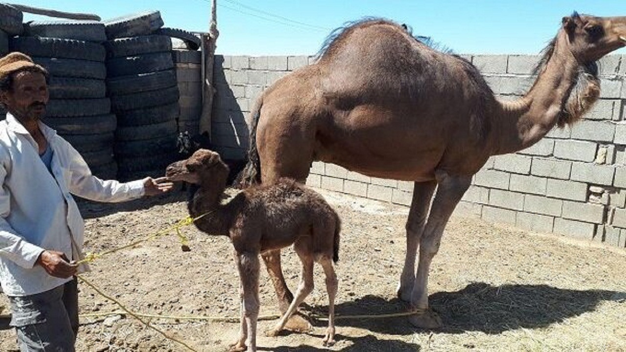 پرورش و نگهداری شتر در خوزستان کاملا توجیه پذیر است